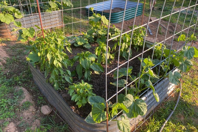 Space Plants Far Enough Apart Space Plants Far Enough Apart