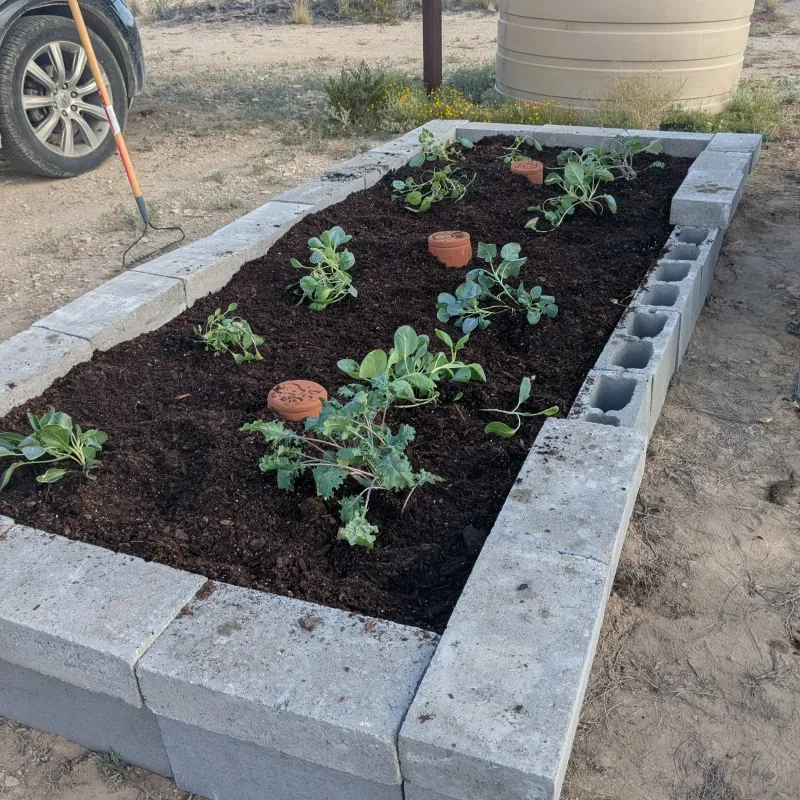 Space Them To Match Your Planting Layout