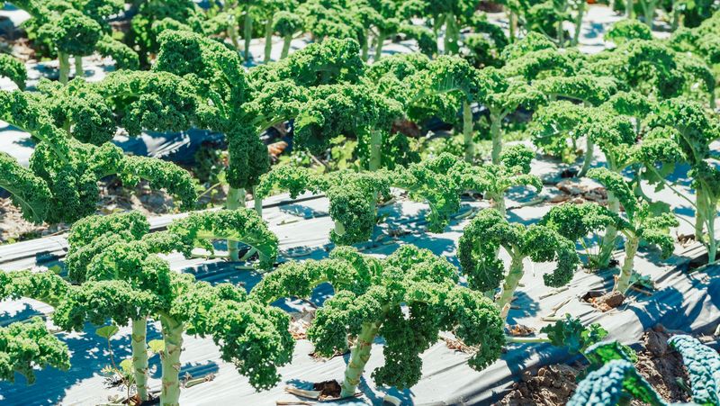 Spacing And Care Tips For Strong Kale Growth Spacing And Care Tips For Strong Kale Growth