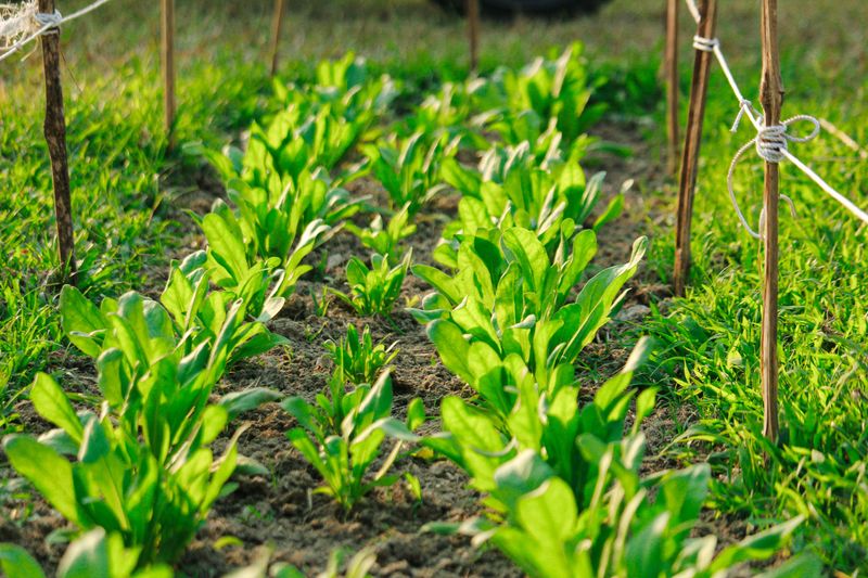 Spacing And Sunlight Reduce The Spread Spacing And Sunlight Reduce The Spread