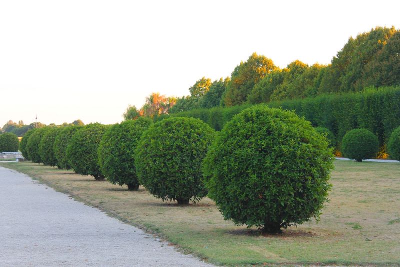 Spacing Shrubs According To Mature Width Spacing Shrubs According To Mature Width