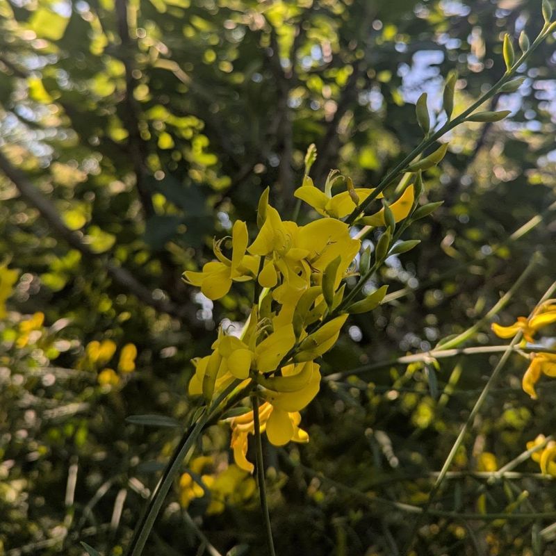 Spanish Broom Flowers Before Taking Over