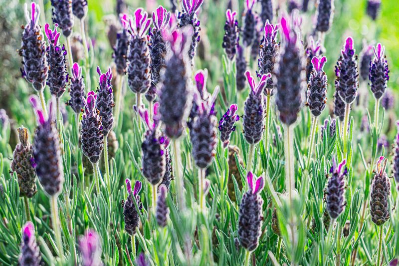 Spanish Lavender Is The Variety That Handles Florida Best