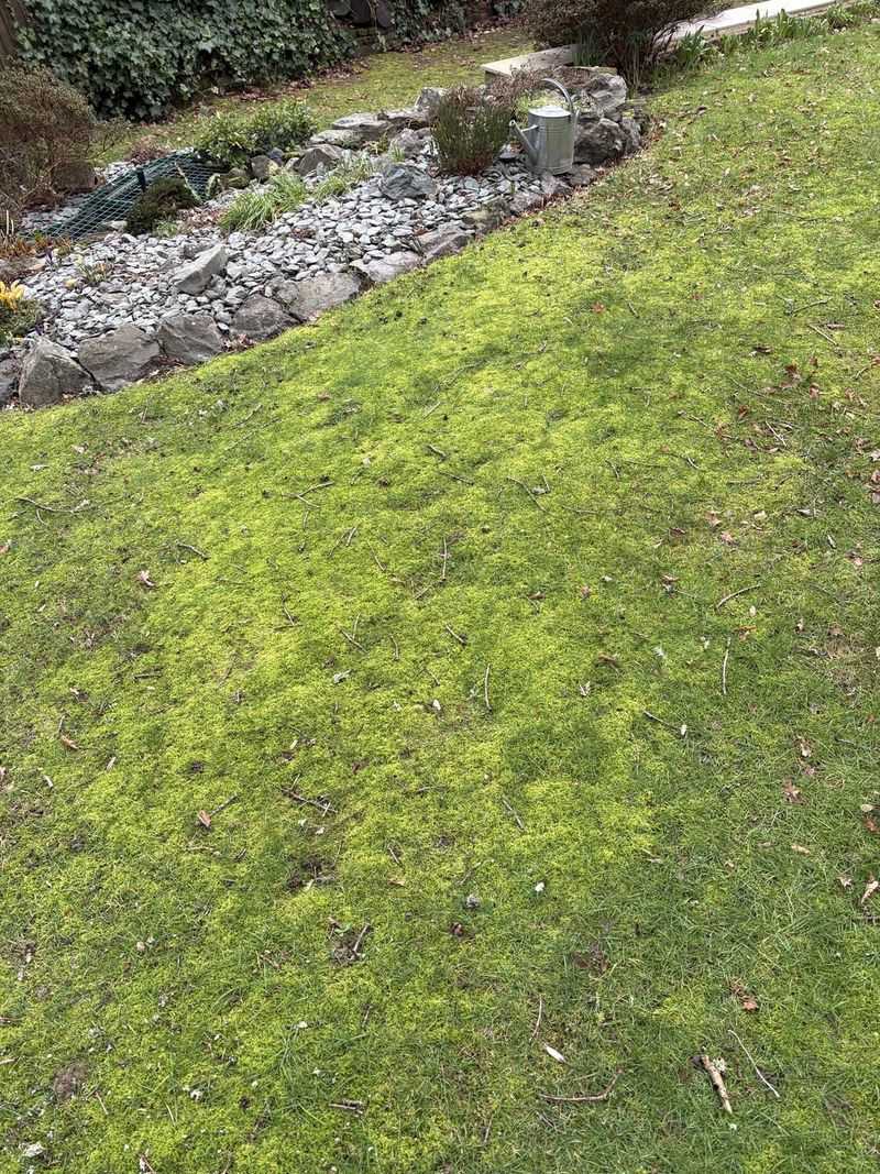 Sparse Plant Cover Has Given Moss Room To Spread