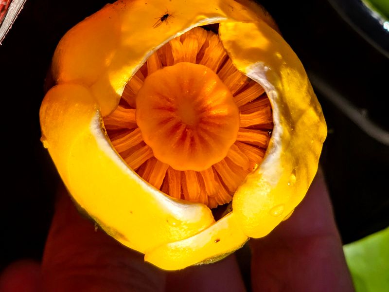 Spatterdock Makes Small Prey More Visible Spatterdock Makes Small Prey More Visible