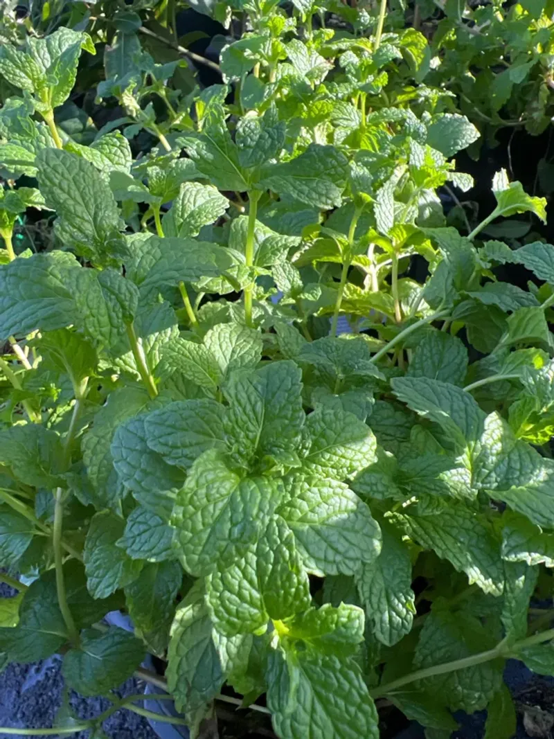 Spearmint Brings A Strong Scent To Porch Containers Spearmint Brings A Strong Scent To Porch Containers
