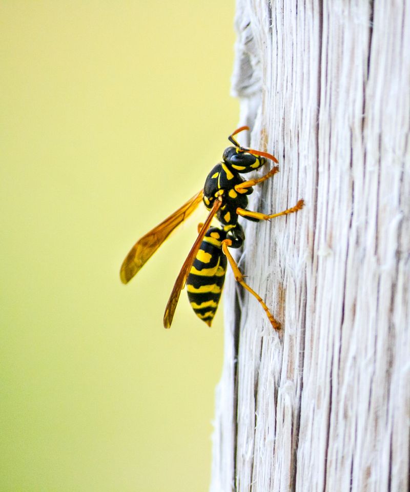 Spearmint Works Best As Part Of Wasp-Aware Porch Care Spearmint Works Best As Part Of Wasp-Aware Porch Care
