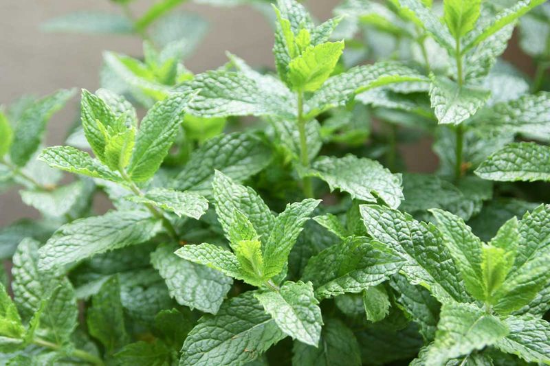 Spearmint Spearmint