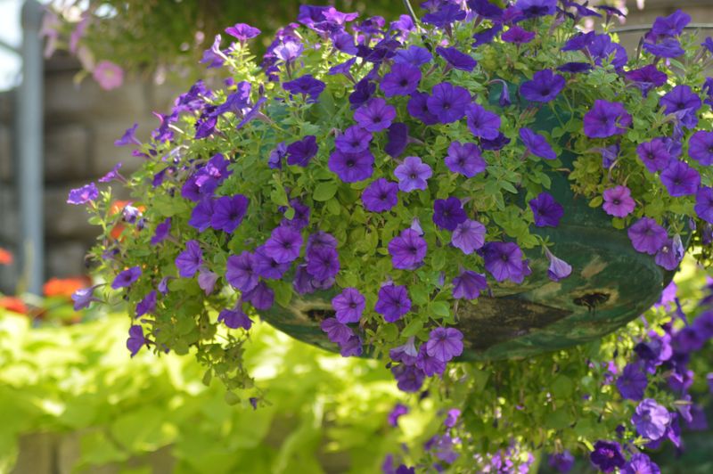 Special Tips For Trailing And Spreading Varieties Special Tips For Trailing And Spreading Varieties
