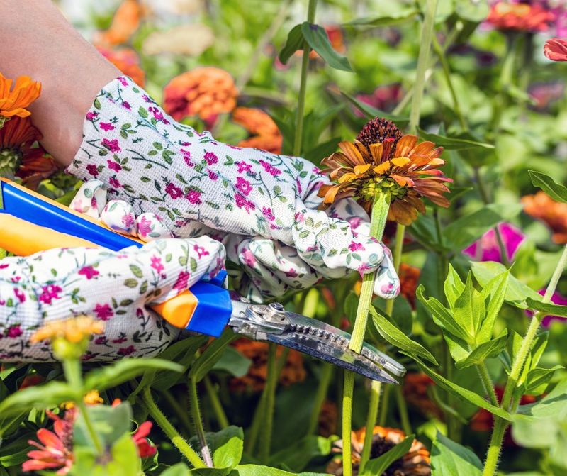 Spent Blooms Push Plants Toward Seed Spent Blooms Push Plants Toward Seed