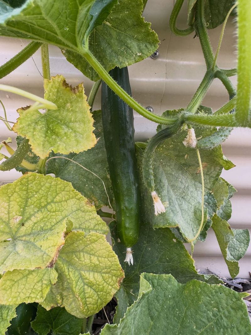Spent Cucumbers Spent Cucumbers