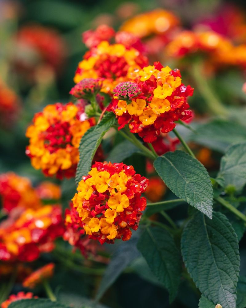 Spent Flower Clusters Should Be Removed Spent Flower Clusters Should Be Removed