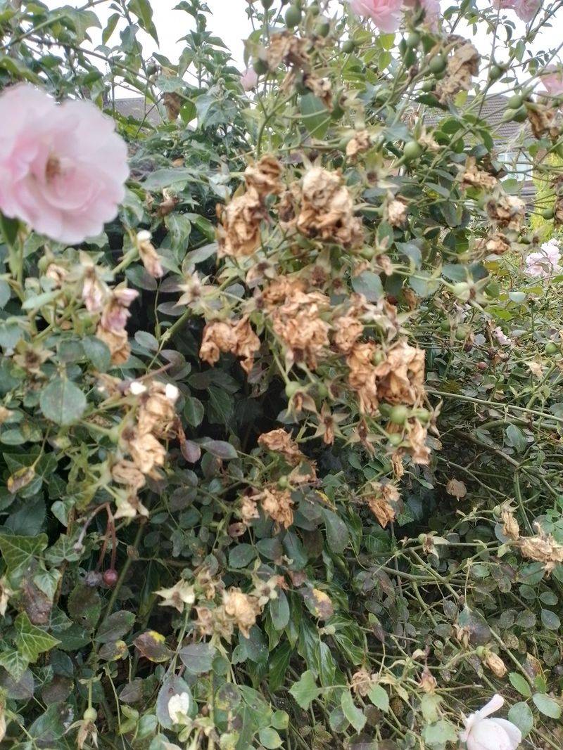 Spent Flower Spikes Slow Down Late Season Blooming Spent Flower Spikes Slow Down Late Season Blooming