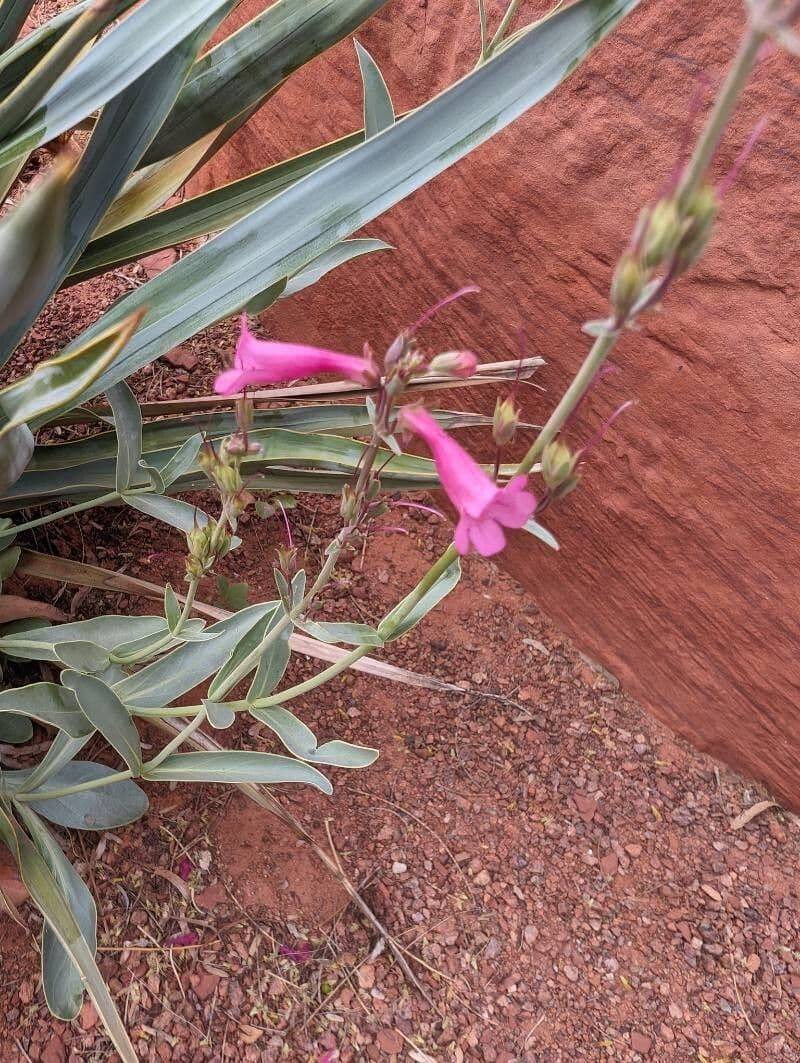 Spent Flower Stalks Can Be Removed After Blooming