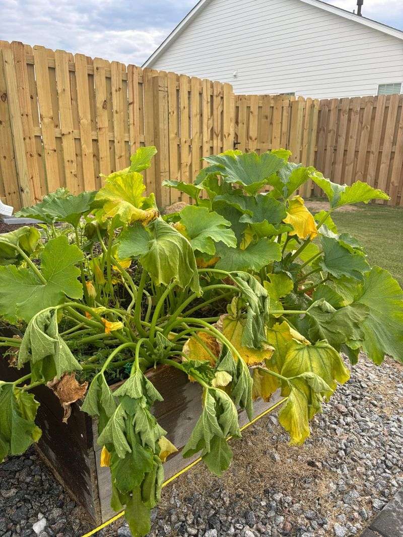 Spent Vegetable Plants Take Up Valuable Garden Space Spent Vegetable Plants Take Up Valuable Garden Space
