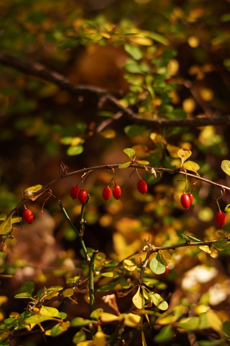 Spicebush Spicebush