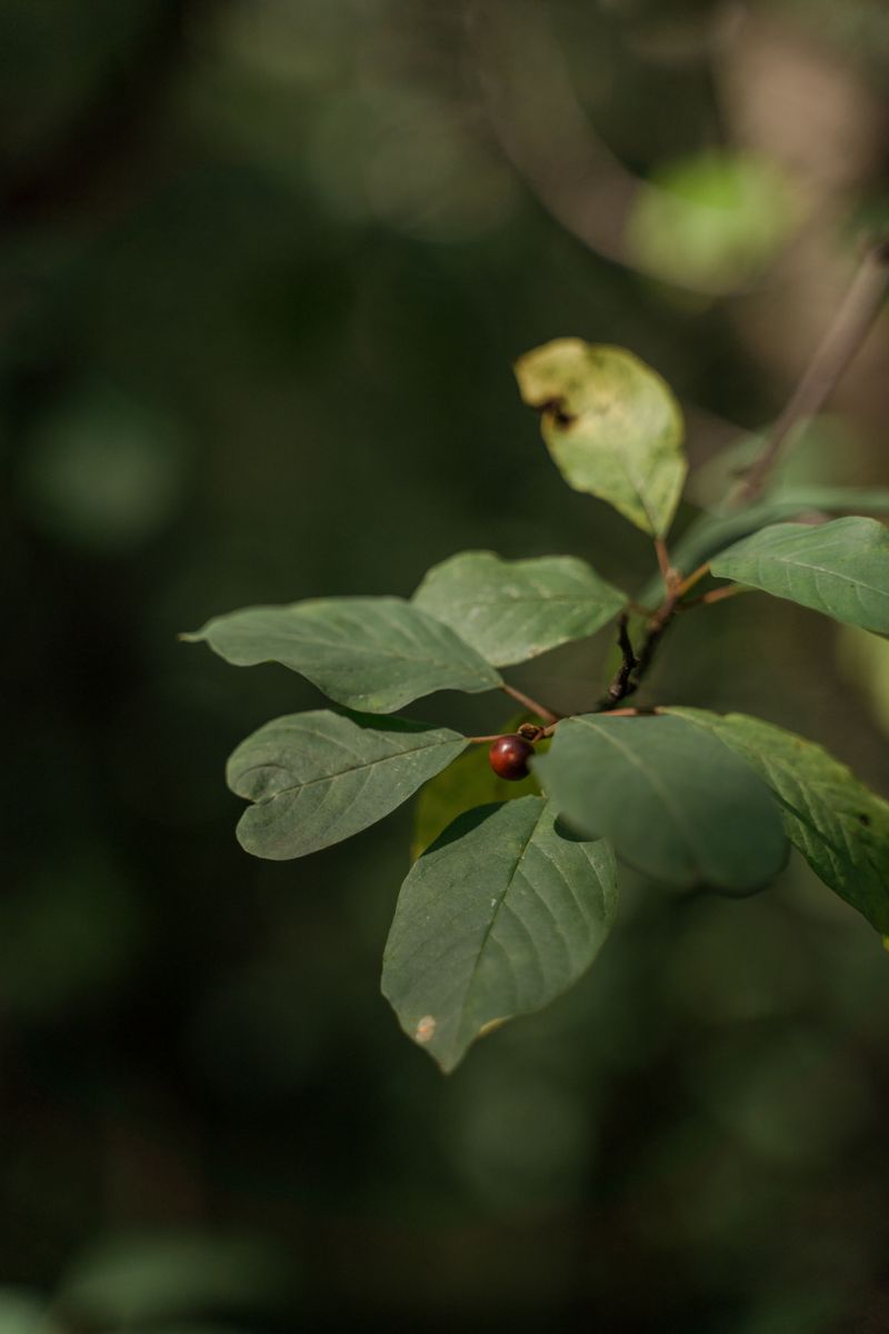 Spicebush