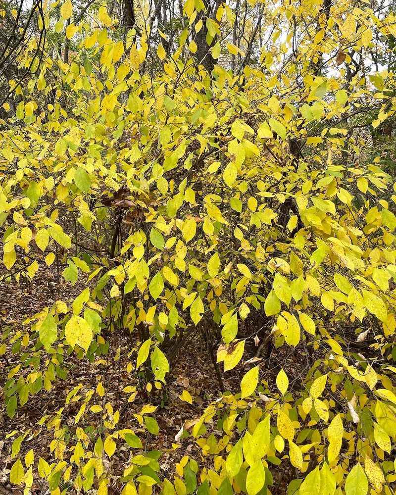 Spicebush Adds Dense Shrub Level Cover
