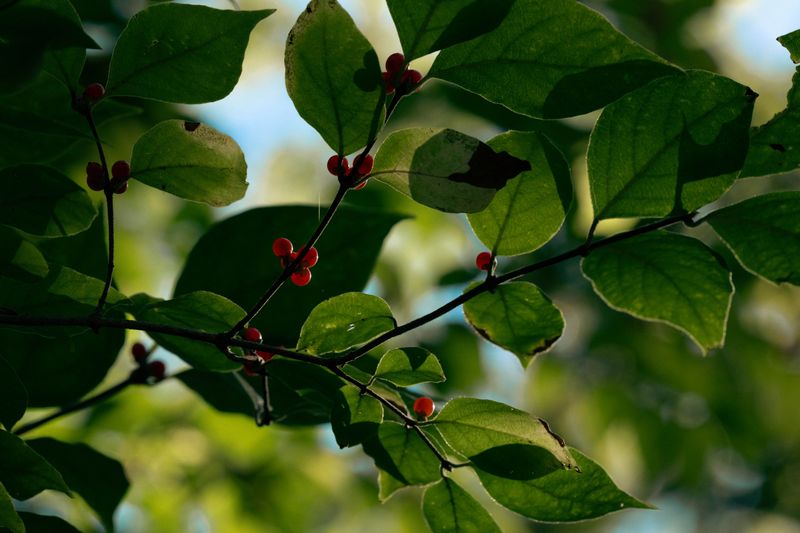 Spicebush (Lindera Benzoin) Spicebush (Lindera Benzoin)