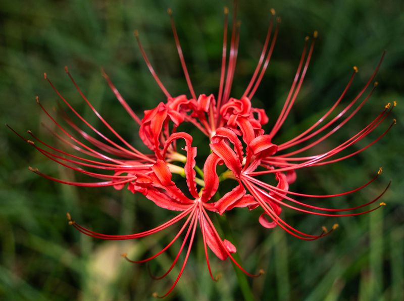 Spider Lily Spider Lily