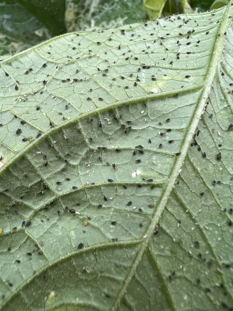 Spider Mites Are Draining The Leaves Spider Mites Are Draining The Leaves
