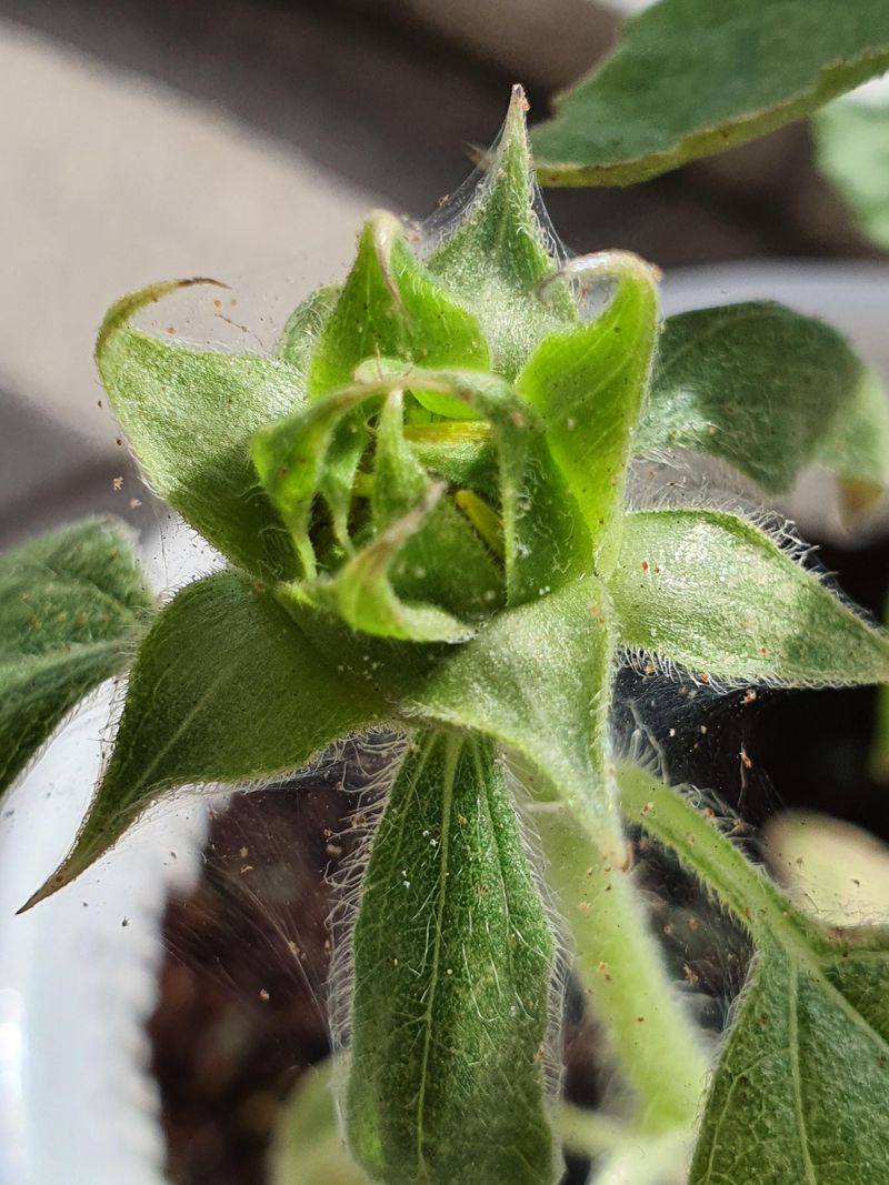 Spider Mites Are Feeding During Hot Dry Weather Spider Mites Are Feeding During Hot Dry Weather