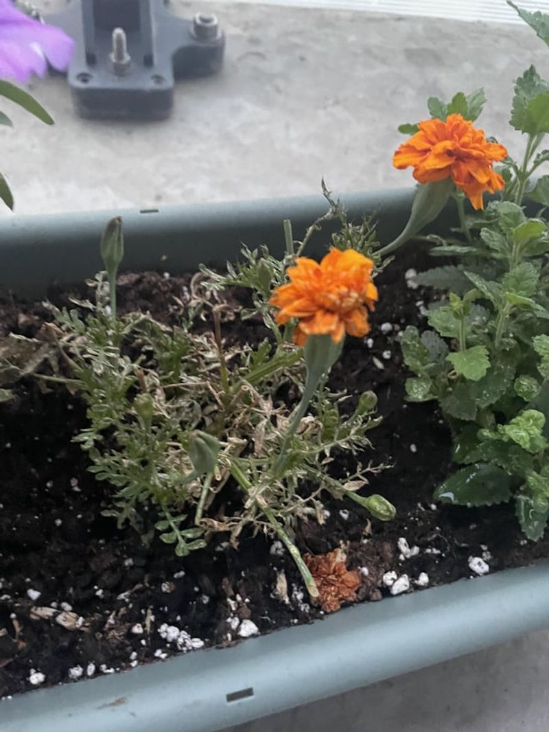 Spider Mites Are Feeding During Hot Dry Weather
