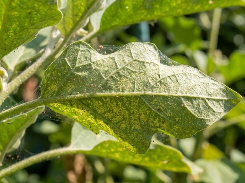 Spider Mites Are Stippling Leaves Spider Mites Are Stippling Leaves