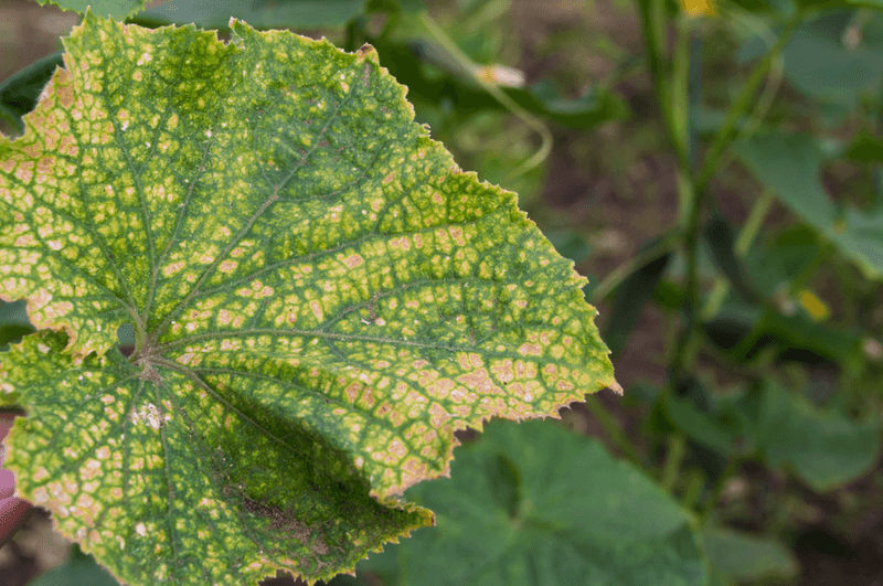 Spider Mites Can Cause Yellowing During Hot Weather Spider Mites Can Cause Yellowing During Hot Weather