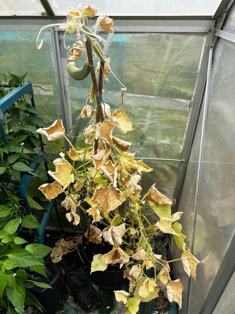 Spider Mites During Hot Dry Weather