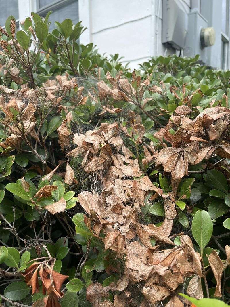 Spider Mites Hide In Stressed Foliage Spider Mites Hide In Stressed Foliage