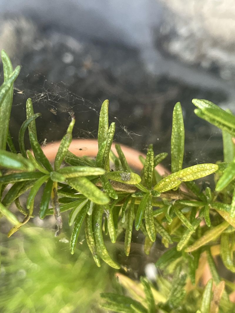 Spider Mites Love Hot, Dusty Plants Spider Mites Love Hot, Dusty Plants