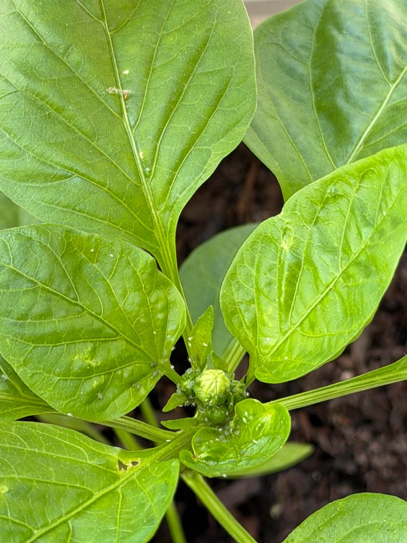 Spider Mites May Be Feeding During Hot Dry Weather Spider Mites May Be Feeding During Hot Dry Weather
