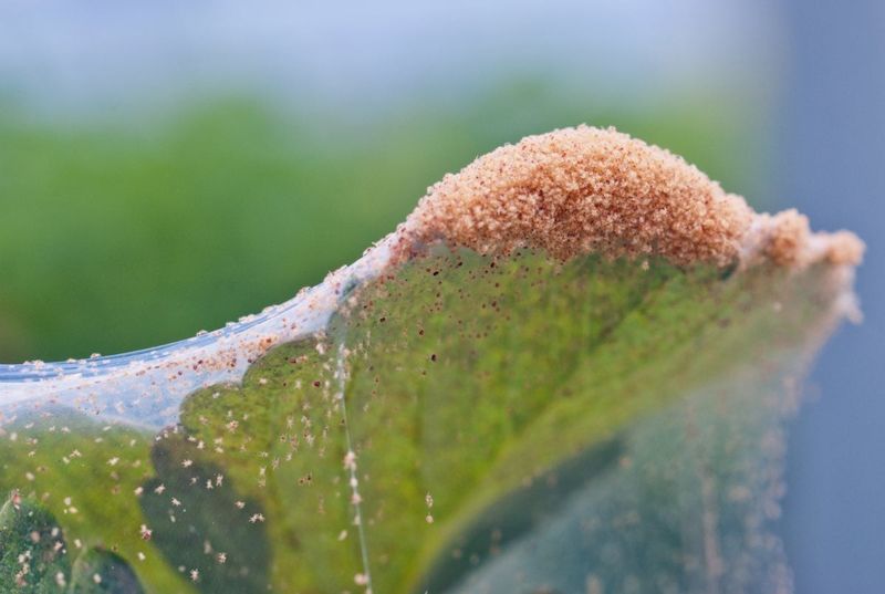 Spider Mites Spread Fast On Stressed Plants