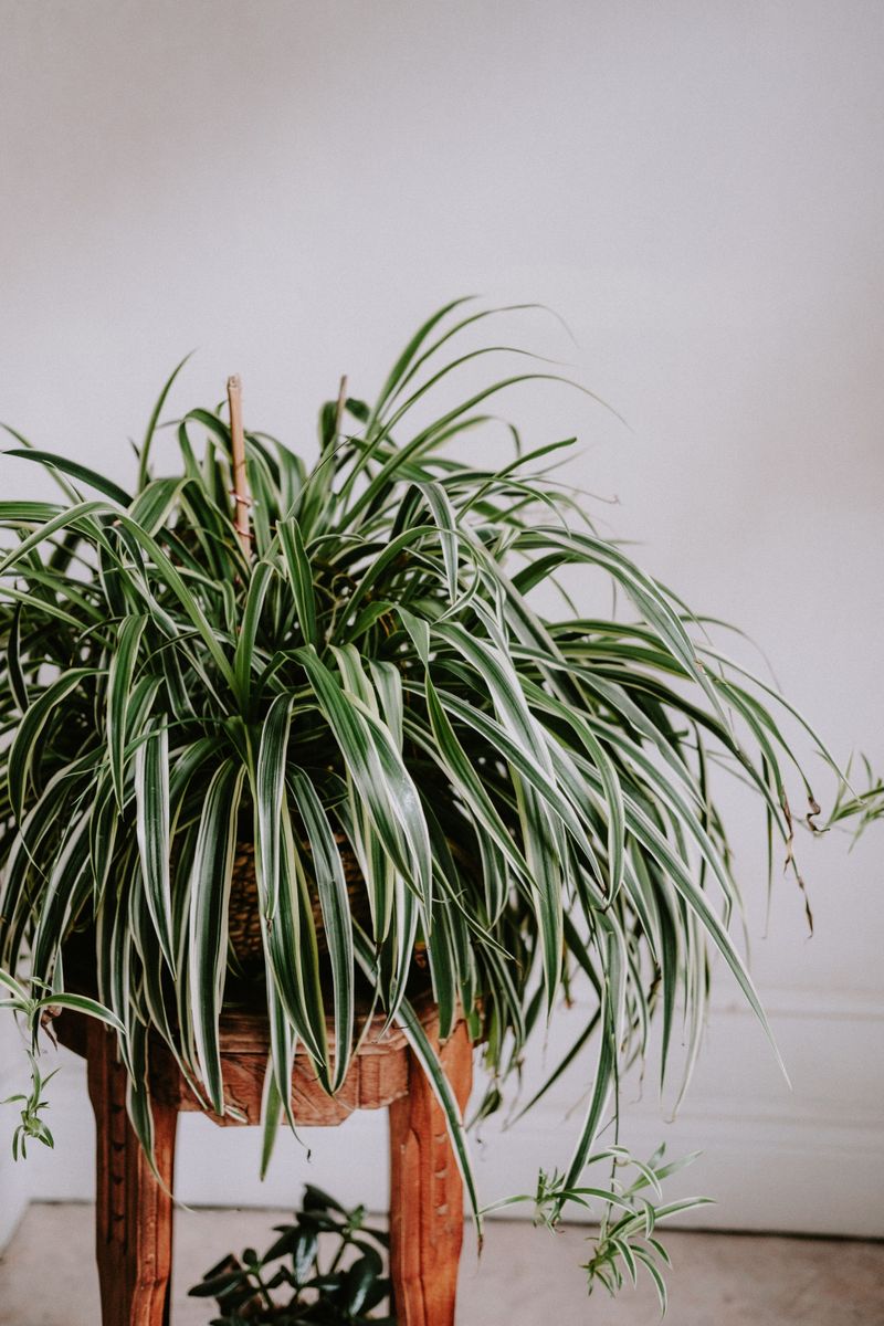 Spider Plant Spider Plant