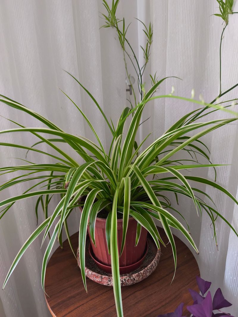 Spider Plants Prefer Staying On The Dry Side