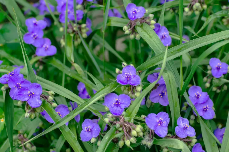 Spiderwort Can Be Split After Flowering