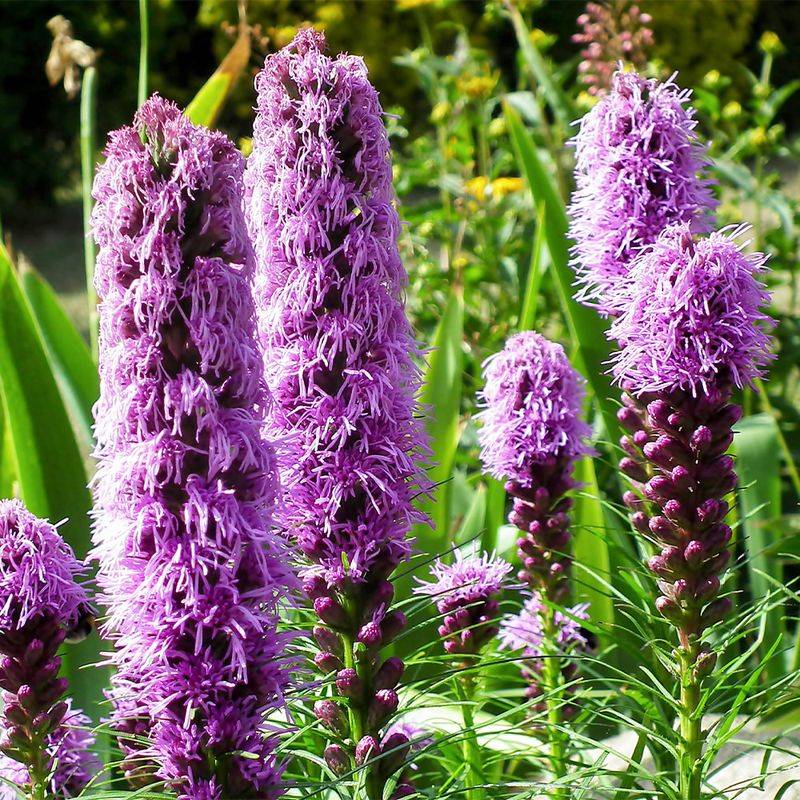 Spiked Blazing Star
