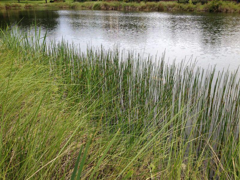 Spikerush Or Native Sedges For Bank Stabilizing Spikerush Or Native Sedges For Bank Stabilizing