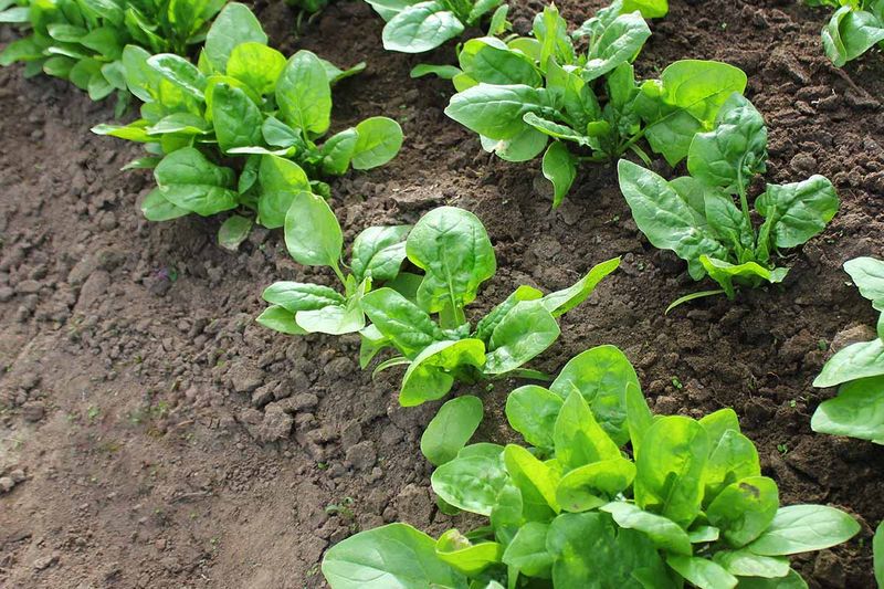 Spinach Spinach