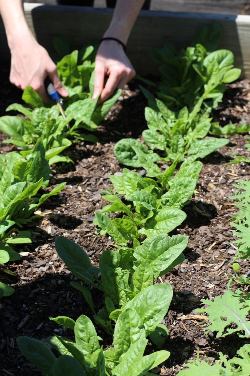 Spinach Spinach