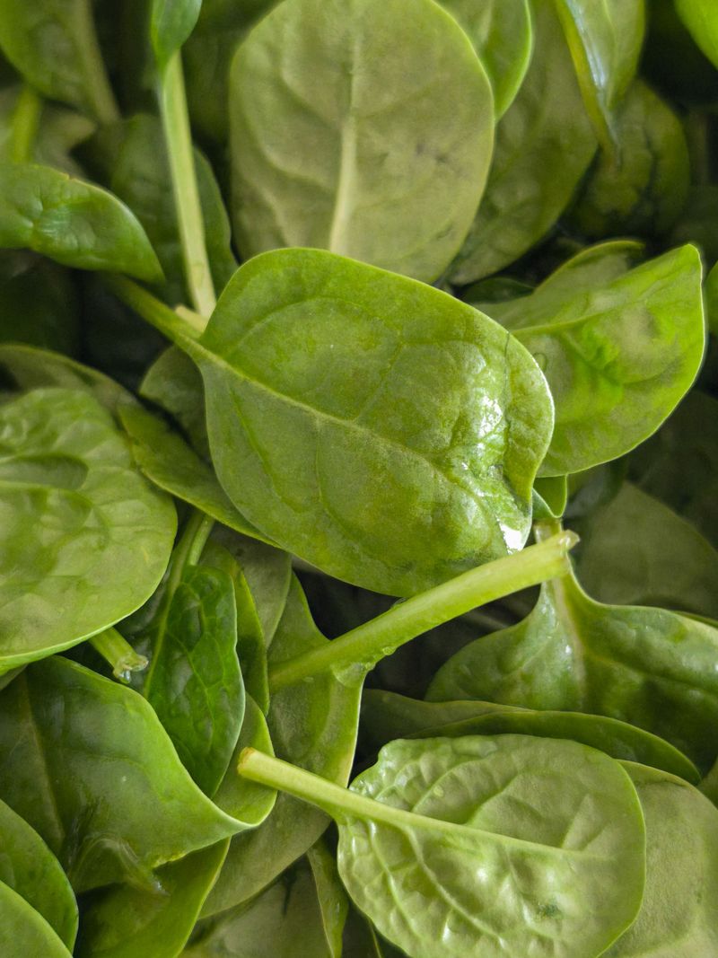 Spinach Spinach