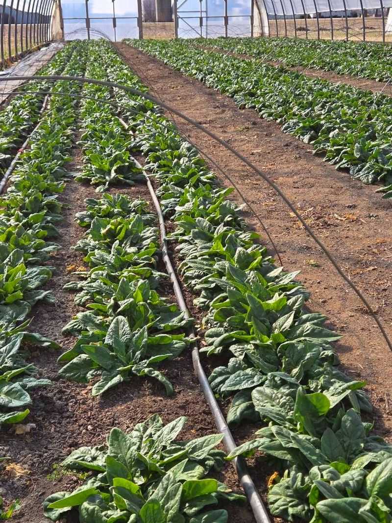 Spinach Spinach
