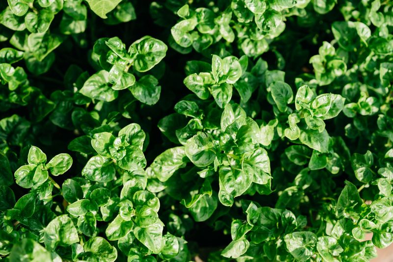 Spinach Spinach