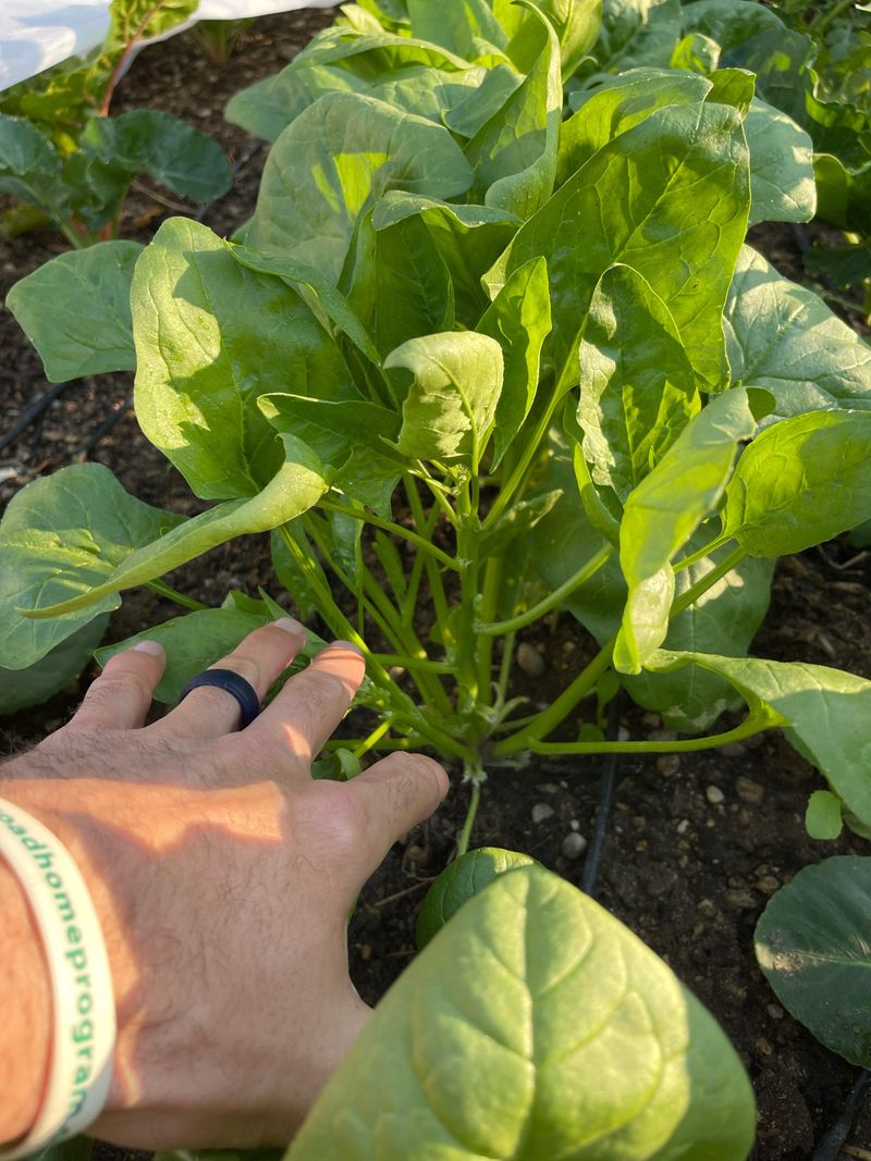 Spinach For Cool Nights Spinach For Cool Nights