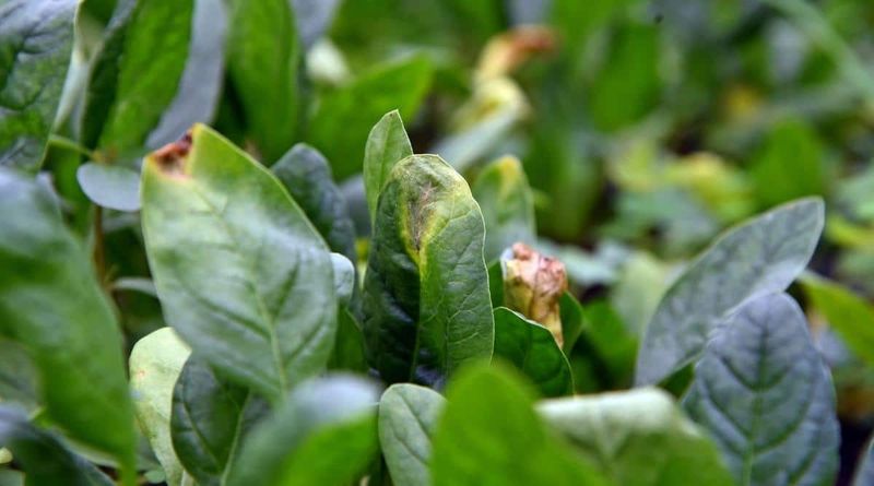 Spinach: Summer Is Not Its Season