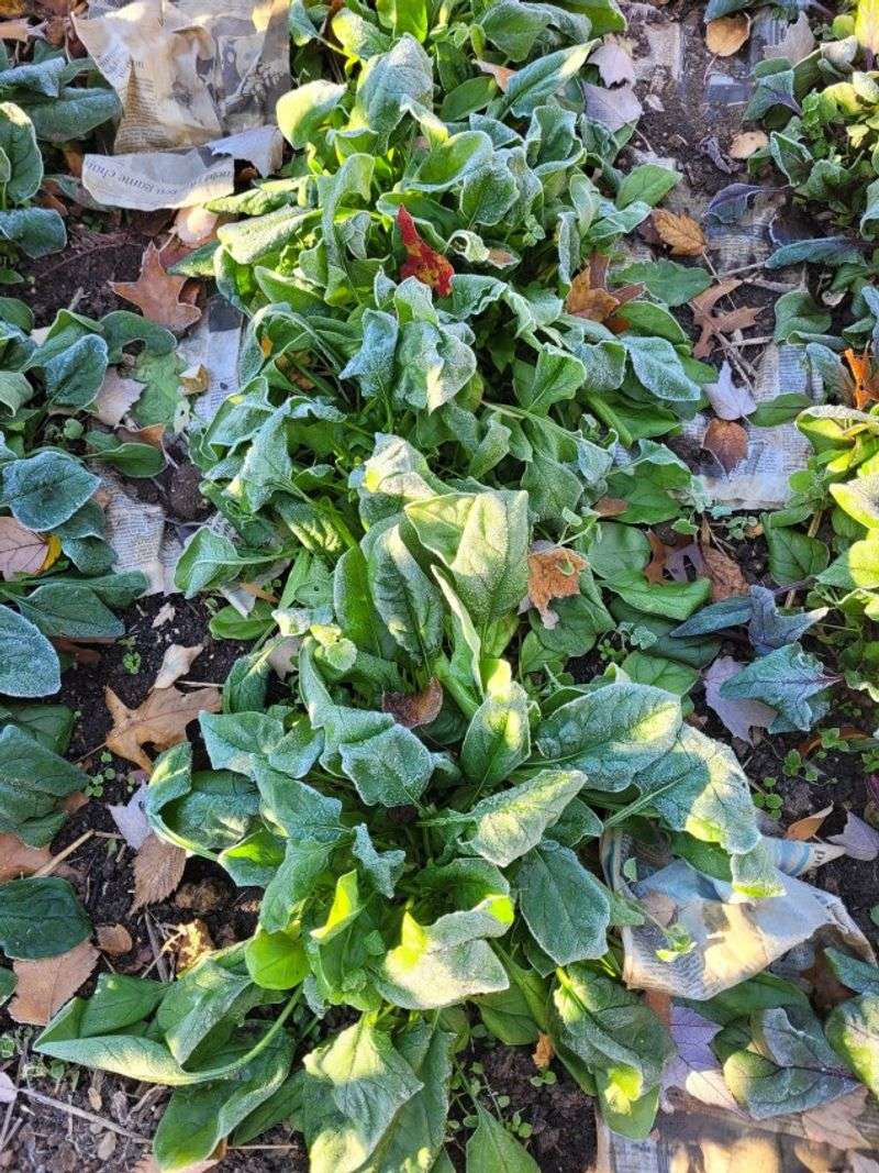 Spinach That Actually Sweetens After a Cold Snap