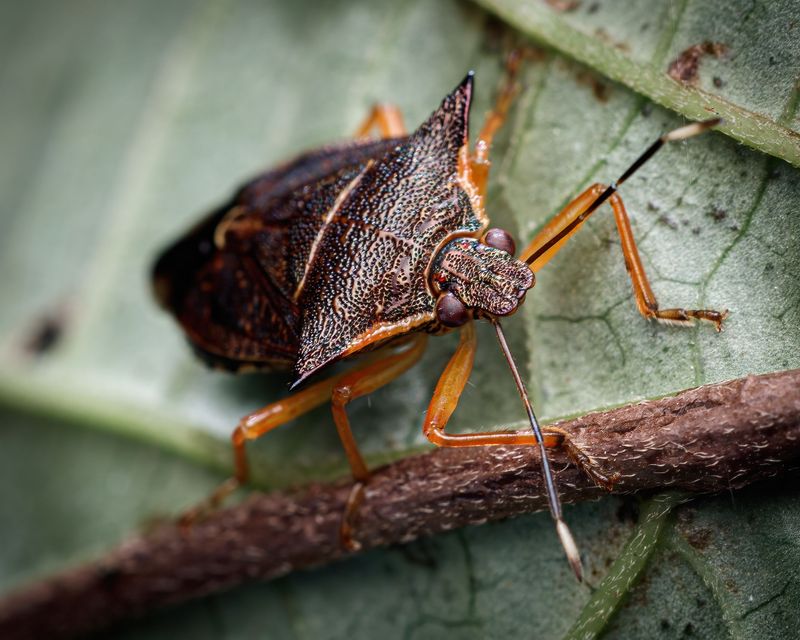 Spined Soldier Bug Spined Soldier Bug