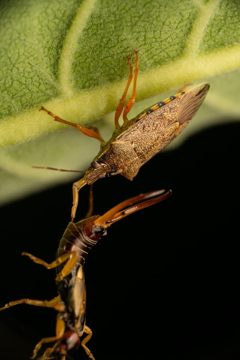 Spined Soldier Bugs Guard Your Vegetable Patch