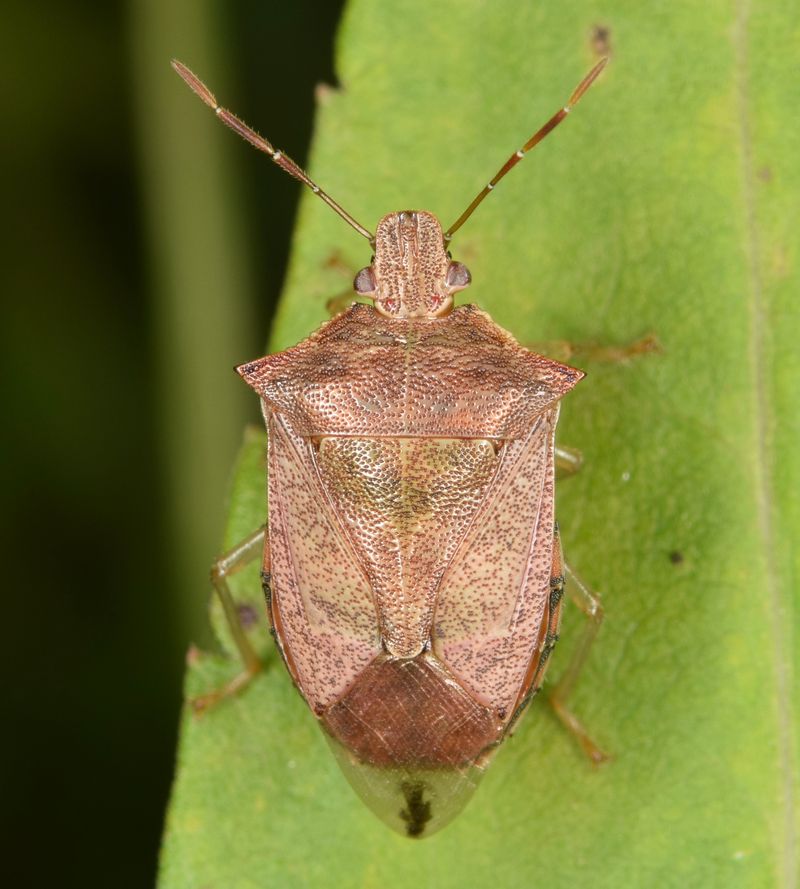 Spined Soldier Bugs